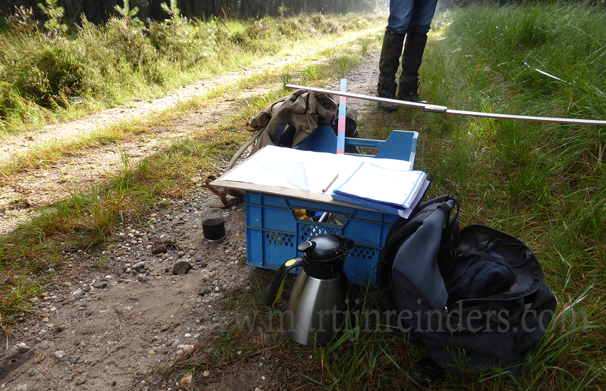 teerose iii veld sfeer.jpg